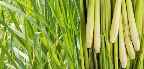 Lemongrass-Farming-in-Kenya-Your-Step-by-Step-Guide-to-Growing-a-Fragrant-Fortune-Organically