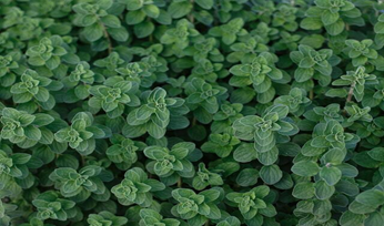 oregano