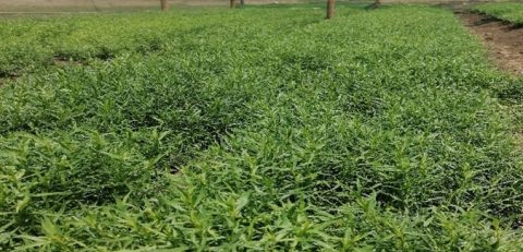 Tarragon